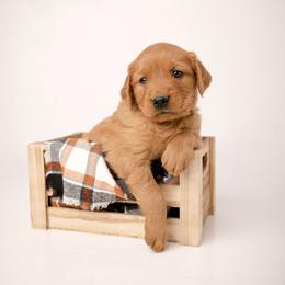 Junior - Dark golden male Golden Retriever puppy in Buhl, Idaho from Atkinson's Goldens
