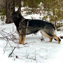 German Shepherd All Grown Up from CzechDDR