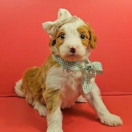 Lumi - Tri-color female Bernedoodle puppy in Russell Springs, Kentucky from 270 Doodles