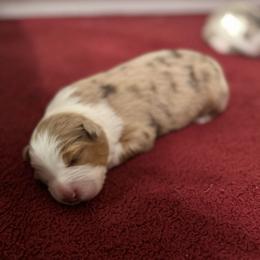 Red Merle girl - Red merle female Australian Shepherd puppy in Lebanon, Oregon from Mt. Hope Aussies