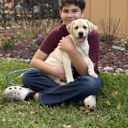 Labrador Retriever Puppies from Flashylabs AKC GRAND CHAMPION SIRED