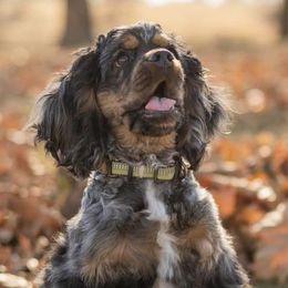 Australian Cattle Dogs and Cocker Spaniels from Back Road Dog Company, LLC