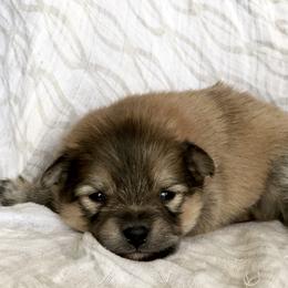 Pomeranian and Pomsky Puppies from Blueberry Poms and Pomskies