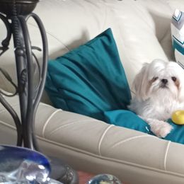Daisy - Shih Tzu