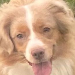 Barbie - Toy Australian Shepherd