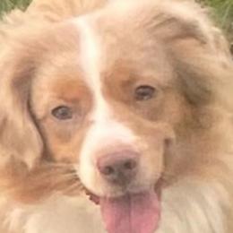 Barbie - Toy Australian Shepherd