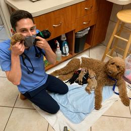 Aussiedoodle and Goldendoodle Puppies from Dandy Doodle Ranch