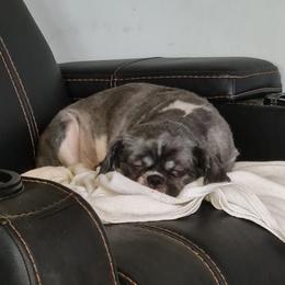 Daisy Mae - Shih Tzu
