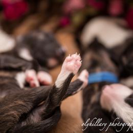 Silken Windhound Puppies from Amethyst Silken Windhounds