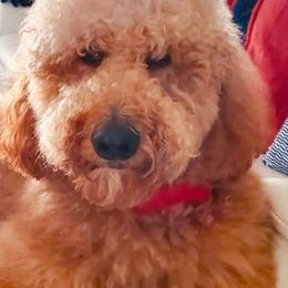 Goldendoodles from Sunny's Goldendoodles