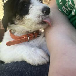 Bernedoodle Puppies from SoCal Bernedoodles
