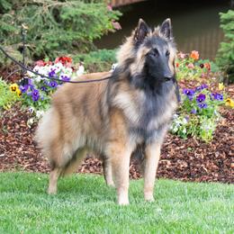 Sky - Belgian Tervuren