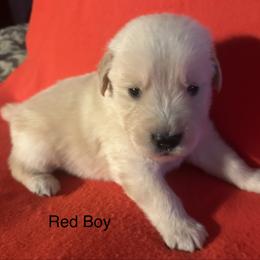 Red Boy - Golden male Golden Retriever puppy in Sarasota, Florida from Chevaline Goldens