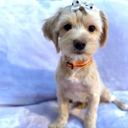 Princess - Champagne female Maltipoo puppy in Palm Coast, Florida from Fiesta Pups