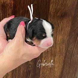 Gabriella - Tri-color female Bernedoodle puppy in Saratoga Springs, Utah from Saratoga Springs Doodles