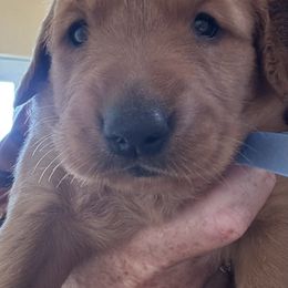 Hulu Boy 1 - Dark golden male Golden Retriever puppy in Fort Morgan, Colorado from Golden Girls Kennels, LLC