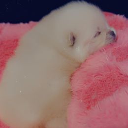 Pomeranian Puppies from A Sample Of Gods Love Kennels