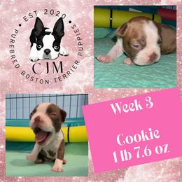 Cookie - Red female Boston Terrier puppy in Jupiter, Florida from CJM Boston and Boxer Puppies