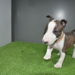 Brown collar - White and brindle male Miniature Bull Terrier puppy in Fontana, California from JLB Beagles & MBT