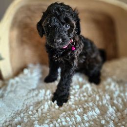 Dani-F1b hot pink collar - Black tri-color Aussiedoodle puppy in Mountain Grove, Missouri from JMR Aussies and Doodles