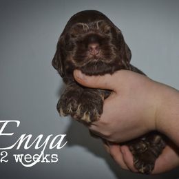 Enya - Brown and tan female Cocker Spaniel puppy in Myerstown, Pennsylvania from The Cocker Cingdom