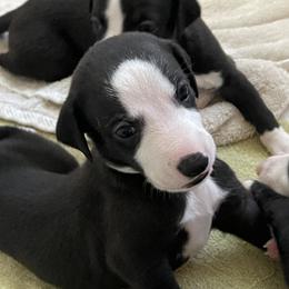 Napoleon - Black male Whippet puppy in Loxahatchee, Florida from Phoenix Whippets
