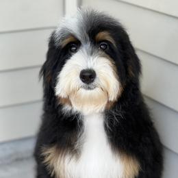 Vita - Bernedoodle