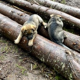 German Shepherd Puppies from Von Overen German Shepherds
