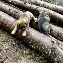 German Shepherd Puppies from Von Overen German Shepherds