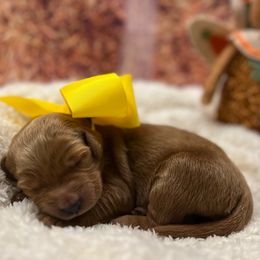 Vixen - Chocolate female Goldendoodle puppy in The Woodlands, Texas from Gracie's Goldendoodles and Bernedoodles