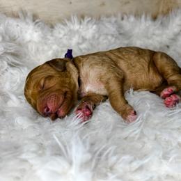 Goldendoodle Puppies from The Doting Doodle