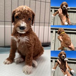 Poodle Puppies from Quintero Poodles
