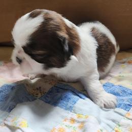 Bingo - Brindle and white female Shih Tzu puppy in Wolcottville, Indiana from Ducky's Doodles
