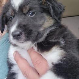 Orange (collar color) you name him - Black tri male Miniature American Shepherd puppy in Centralia, Washington from Blackjack Mini Aussies
