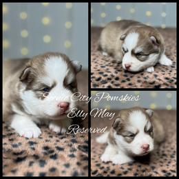 Elly May - Red and white female Pomsky puppy in Rossville, Georgia from Scenic City Pomskies