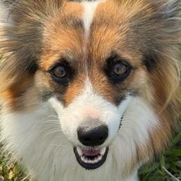 Tully Fox - Pembroke Welsh Corgi