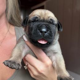 Dusty (Blue Collar) - Reddish brown male Boerboel puppy in Manitowoc, Wisconsin from Mae Boerboel