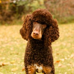 Juno - Poodle