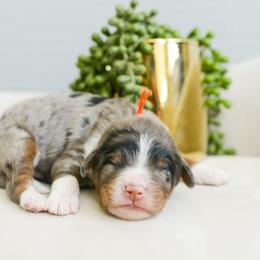 Cosmo - male Australian Mountain Doodle puppy in Spanish Fork, Utah from K Brand Doodles