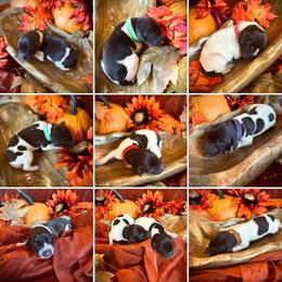 German Shorthaired Pointer Puppies from The W5 Ranch