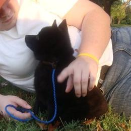 Schipperke puppies from Safari Schipperkes