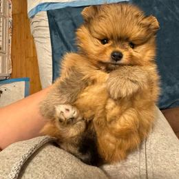 Tango - Cream sable male Pomeranian puppy in North Port, Florida from POMRITA POM’S