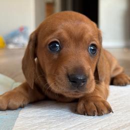Sally - Red female Dachshund puppy in Tonopah, Arizona from Brandie's Dachshunds