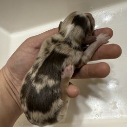 Reeves - Red merle male Miniature Australian Shepherd puppy in Natural Dam, Arkansas from Natural State Aussies