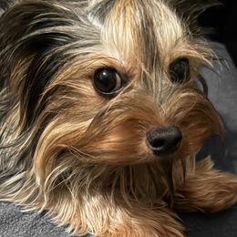 Ebony - Yorkshire Terrier