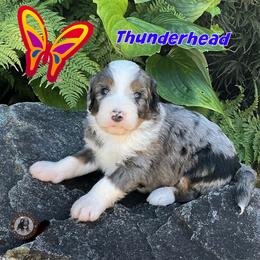 Thunderhead - Blue merle male Bernedoodle puppy in Banner Elk, North Carolina from Walnut Tree Bernedoodles