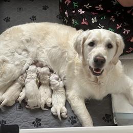 Golden Retrievers from Neitzke Ranch Goldens