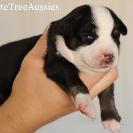 Miniature Australian Shepherd and Toy Australian Shepherd Puppies from Mesquite Tree Aussies