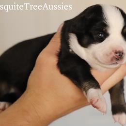 Miniature Australian Shepherd and Toy Australian Shepherd Puppies from Mesquite Tree Aussies