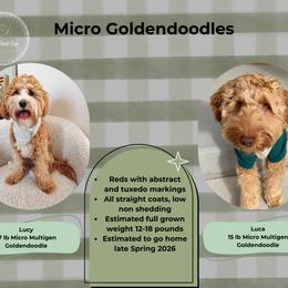 Upcoming Litter - Red  female Goldendoodle puppy in Layton, Utah from Gracious Doodle Dogs